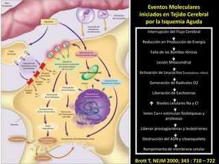 Eventos Moleculares
 iniciados en Tejido Cerebral
    por la Isquemia Aguda
      Interrupción del Flujo Cerebral

   Reducción en Producción de Energía

        Falla de las Bombas Iónicas

            Lesión Mitocondrial

 Activación de Leucocitos (mediadores inflam)

       Generación de Radicales O2

         Liberación de Excitoxinas

        Niveles celulares Na y Cl

   Iones Ca++ estimulan fosfolipasas y
               proteasas

  Liberan prostaglandinas y leukotrienes

   Destrucción del ADN y citoesqueleto

   Rompimiento de membrana celular

Brott T, NEJM 2000; 343 : 710 – 722
 