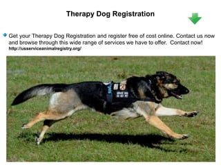 Therapy Dog Registration
Get your Therapy Dog Registration and register free of cost online. Contact us now
and browse through this wide range of services we have to offer. Contact now!
http://usserviceanimalregistry.org/
 