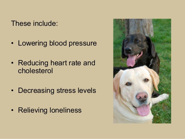 Best Dogs For Animal Assisted Therapy Best Dogs For Animal Assisted Therapy