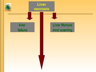 Liver
necrosis
liverliver
failurefailure
Liver fibrosisLiver fibrosis
And scarringAnd scarring
 