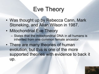 Eve Theory   Was thought up by Rebecca Cann, Mark Stoneking, and Allan Wilson in 1987. Mitochondrial Eve Theory  States that the mitochondrial DNA in all humans is inherited from one common female ancestor. There are many theories of human evolution, but this is one of the more supported theories with evidence to back it up. 