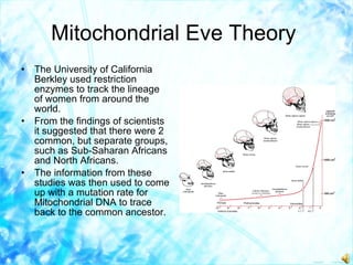 Mitochondrial Eve Theory   The University of California Berkley used restriction enzymes to track the lineage of women from around the world. From the findings of scientists it suggested that there were 2 common, but separate groups, such as Sub-Saharan Africans and North Africans. The information from these studies was then used to come up with a mutation rate for Mitochondrial DNA to trace back to the common ancestor. 