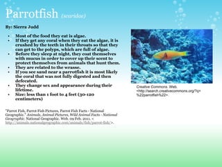Parrotfish  (scaridae) By: Sierra Judd    Most of the food they eat is algae. If they get any coral when they eat the algae, it is crushed by the teeth in their throats so that they can get to the polyps, which are full of algae.  Before they sleep at night, they coat themselves with mucus in order to cover up their scent to protect themselves from animals that hunt them.  They are related to the wrasse. If you see sand near a parrotfish it is most likely the coral that was not fully digested and then defecated. They change sex and appearance during their lifetime.  Size: less than 1 foot to 4 feet (30-120 centimeters)     "Parrot Fish, Parrot Fish Pictures, Parrot Fish Facts - National Geographic."  Animals, Animal Pictures, Wild Animal Facts - National Geographic . National Geographic. Web. 09 Feb. 2011. < http://animals.nationalgeographic.com/animals/fish/parrot-fish/ >.  Creative Commons . Web. <http://search.creativecommons.org/?q=%22parrotfish%22>. 
