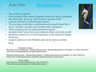 Seahorses    More than 15 species  Only animal in the animal kingdom where the male is pregnant Sea Horse life- grow up, attract mates, and give birth   Largest collection of Charismatic animal   The sea horse looks like a combination of animals-head like a horse, tail like a monkey and pouches like a kangaroo   Baby seahorses live in males protective pouch  Scientist don't know how may seahorses there are in the world  Smallest seahorse is 1/2 inch long know as the Satomi's Pygmy Seahorses   Largest seahorse is the Potbelly and can be up to 14 inches long    Katja Peller                               Information Citations:   "The Secret Lives of Seahorses ."  Monterey Bay Aquarium  . Monterey Bay Aquarium Foundation, n.d. Web. 9 Feb 2011. <http://www.montereybayaquarium.org/efc/seahorse.aspx>.    "Seahorse Exhibit Animals ."  Monterey Bay Aquarium  . Monterey Bay Aquarium Foundation, n.d. Web. 9 Feb 2011. <https://www.montereybayaquarium.org/efc/efc_seahorse/seahorse_animals.aspx>.                                Picture Citation: Dwarf Seahorse."  Monterey Bay Aquarium . Web. 9 Feb 2011. <http://www.montereybayaquarium.org/efc/seahorse.aspx>.   