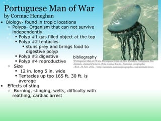 Portuguese Man of War  by Cormac Heneghan Biology- found in tropic locations Polyps- Organism that can not survive independently Polyp #1 gas filled object at the top Polyp #2 tentacles stuns prey and brings food to digestive polyp Polyp #3 digestive Polyp #4 reproductive    Size    12 in. long 5 in. wide Tentacles up too 165 ft. 30 ft. is average   Effects of sting   Burning, stinging, welts, difficulty with reathing, cardiac arrest bibliography "Portuguese Man-of-Wars, Portuguese Man-of-War Pictures, Portuguese Man-of-War Facts - National Geographic."  Animals, Animal Pictures, Wild Animal Facts - National Geographic . Web. 10 Feb. 2011. <http://animals.nationalgeographic.com/animals/invertebrates/portuguese-man-of-war.html>. 