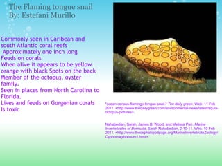 Commonly seen in Caribean and south Atlantic coral reefs   Approximately one inch long  Feeds on corals When alive it appears to be yellow orange with black Spots on the back  Member of the octopus, oyster family. Seen in places from North Carolina to Florida.  Lives and feeds on Gorgonian corals Is toxic    "ocean-census-flamingo-tongue-snail."  The daily green . Web. 11 Feb 2011. <http://www.thedailygreen.com/environmental-news/latest/squid-octopus-pictures>.      Nahabedian, Sarah, James B. Wood, and Melissa Parr.  Marine Invertebrates of Bermuda . Sarah Nahabedian, 2-10-11. Web. 10 Feb 2011. <http://www.thecephalopodpage.org/MarineInvertebrateZoology/Cyphomagibbosum1.html>.    The Flaming tongue snail By: Estefani Murillo  