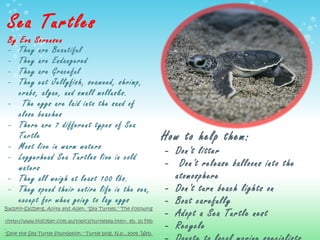 Sea Turtles By Eva Sorensen They are Beautiful They are Endangered They are Graceful They eat Jellyfish, seaweed, shrimp, crabs, algae, and small mollusks.     The eggs are laid into the sand of close beaches There are 7 different types of Sea Turtle Most live in warm waters  Loggerhead Sea Turtles live in cold waters They all weigh at least 100 lbs. They spend their entire life in the sea, except for when going to lay eggs Badskin-Salzberg, Anita and Allen. "Sea Turtles." The following is a sample of the book: Turtles. N.p., n.d. WSeydenham S. R., Thomas. "Sea Turtles." animals. N.p., 2008. Web. 10 Feb 2011.    <http://www.kidcyber.com.au/topics/turtlesea.htm>. eb. 10 Feb 2011. <http://www.herpdigest.org/turtles/seaturt.htm>.   "Save the Sea Turtle foundation." Turtle blog. N.p., 2009. Web. 11 Feb 2011. <http://savetheseaturtle.org/?p=285>. How to help them: Don't litter   Don't release balloons into the atomosphere Don't turn beach lights on Boat carefully Adopt a Sea Turtle nest Recycle Donate to local marine specialists 