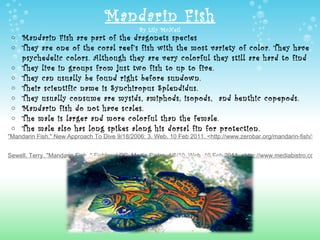 Mandarin Fish By Lily McNeil Mandarin Fish are part of the dragonets species They are one of the coral reef’s fish with the most variety of color. They have psychedelic colors. Although they are very colorful they still are hard to find They live in groups from just two fish to up to five.  They can usually be found right before sundown. Their scientific name is Synchiropus Splendidus.  They usually consume are mysids, amiphods, isopods,  and benthic copepods.  Mandarin fish do not have scales.  The male is larger and more colorful than the female.  The male also has long spikes along his dorsal fin for protection. "Mandarin Fish." New Approach To Dive 9/18/2006: 3. Web. 10 Feb 2011. <http://www.zerobar.org/mandarin-fish/>.     Sewell, Terry. "Mandarin Fish ." Fishbowl DC. Media Bistro, 4/5/10. Web. 10 Feb 2011. <http://www.mediabistro.com/fishbowldc/>. 