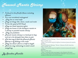 Peacock Mantis Shrimp Is found in the Pacific Ocean including Hawaii  It is not considered endangered   They live on coral reefs They eat things like: clams, snails and crabs It has the speed of 50-75mph They can break aquarium glass  They are known as the harlequin mantis or a shrimp or painted mantis shrimp     They are predators Peacock mantis shrimp is a hard pet to keep and not a lot of people have them as pets The best way to feed the Peacock Mantis Shrimp is by feeding it live crabs They are about a foot in a half in length  And are very interesting to watch smash everything    By Sandra Murillo    "Peacock Mantis Shrimp."  Home | Oceana North America . Web. 09 Feb. 2011. <http://na.oceana.org/en/explore/creatures/peacock-mantis-shrimp>. "Peacock Mantis Shrimp."  Home | Oceana North America . Web. 09 Feb. 2011. <http://na.oceana.org/en/explore/creatures/peacock-mantis-shrimp>. Web. 09 Feb. 2011. <http://animals.jrank.org/pages/1760/Mantis-Shrimps-Stomatopoda-PEACOCK-MANTIS-SHRIMP-Odontodactylus-scyllarus-SPECIES-ACCOUNTS.html>. 