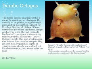 Dumbo Octopus The dumbo octopus or grimpoteuthis is one of the rarest species of octopus. They move by jet propulsion, using their eight arms, and, or moving their elephant-earl-like-flaps. By using all of these different methods of movement, the dumbo octopus can hover or swim. They eat copepods bivalves and crustaceans. An interesting  fact about dumbo octopi is that they eat their prey whole. This kind of octopus can dive  farther than any other octopus. They are seen most frequently at depths of 3,000-4,000 meters below sea level, but have been seen up 7,000 meters below sea level.    By: Rory Cole Beccary, . "Dumbo Octopus with elephant ears."  Nature's Crusaders . N.p., 09/26/08. Web. 10 Feb 2011. <http://naturescrusaders.wordpress.com/2008/10/26/dumbo-an-octopus-with-elephant-ears/>.  