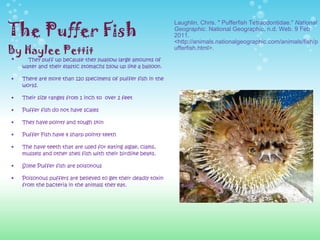 The Puffer Fish By Haylee Pettit      They puff up because they swallow large amounts of water and their elastic stomachs blow up like a balloon.   There are more than 120 specimens of puffer fish in the world.   Their size ranges from 1 inch to  over 2 feet   Puffer fish do not have scales   They have pointy and tough skin   Puffer Fish have 4 sharp pointy teeth   The have teeth that are used for eating algae, clams, mussels and other shell fish with their birdlike beaks.   Some Puffer fish are poisonous   Poisonous puffers are believed to get their deadly toxin from the bacteria in the animals they eat.    Laughlin, Chris. " Pufferfish Tetraodontidae."  National Geographic . National Geographic, n.d. Web. 9 Feb 2011. <http://animals.nationalgeographic.com/animals/fish/pufferfish.html>. 