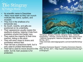 The Stingray by Valeria Morse Its scientific name is Dasytidae   Many have teeth so they can crunch mollusks like clams, oysters, and mussels.  They live in the shallows of a temperate sea.   Its mouth, nostrils, and gills are positioned on its underbelly.   Their appearance usually copies the seafloors shading, helping it hide from predatory sharks and larger rays.  They spend the majority of their time inactive, hiding in the sand.   They will swim close to divers and snorkelers without fear.   Their tail has a poisonous barb, but is only used to protect themselves.   Their tail is used to move around in the water, but its main purpose is for protection. "Stingrays, Stingray Pictures, Stingray Facts - National Geographic."  Animals, Animal Pictures, Wild Animal Facts - National Geographic . National Geographic, 1996. Web. 09 Feb. 2011. <http://animals.nationalgeographic.com/animals/fish/stingray/>. "Creative Commons Search."  Creative Commons Search . Web. 09 Feb. 2011. <http://search.creativecommons.org/?q=stingrays>.  