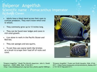 Emperor  Angelfish Scientific name - Pomacanthus imperator By:Bailey Cleven Adults have a black band across their eyes to       confuse predators. They won't know which end      to attack.   They commonly grow up to 13 inches long.    They can be found near ledges and caves in      rich coral growth.    Live alone in reefs in the Pacific Ocean and       Red Sea.  They eat sponges and sea squirts.   To eat they use coarse teeth like bristles      on a brush to scrape their food off of rocks and      coral. "Emperor Angelfish."  Shedd The World's Aquarium . John G. Shedd Aquarium , ©2001-2006. Web. 9 Feb 2011. <http://sea.sheddaquarium.org/sea/fact_sheets.asp?id=100#top>.  "Emperor Angelfish."  Foster and Smith Aquatics . Web. 9 Feb 2011. <https://www.liveaquaria.com/product/prod_display.cfm?c=15+18+411&pcatid=411>.  