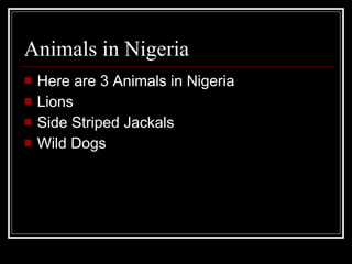 Animals in Nigeria Here are 3 Animals in Nigeria Lions Side Striped Jackals Wild Dogs 