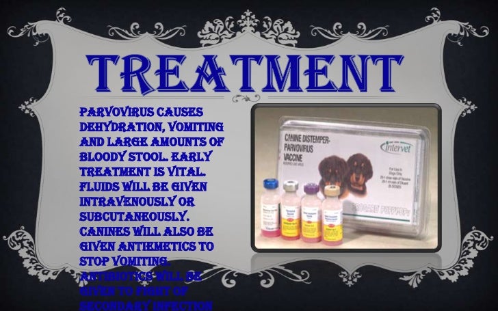 early symptoms of parvo in puppies the real parvovirus early symptoms of parvo in puppies the real parvovirus