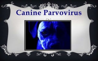 CanineParvovirus 