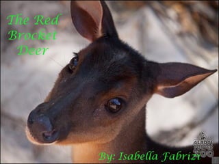 The Red Brocket Deer By: Isabella Fabrizi 