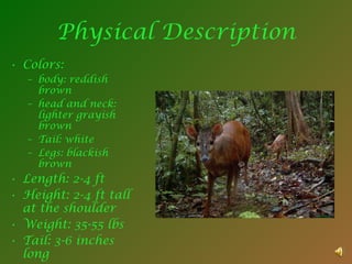 Physical Description Colors:  body: reddish brown  head and neck: lighter grayish brown  Tail: white Legs: blackish brown  Length: 2-4 ft Height: 2-4 ft tall at the shoulder Weight: 35-55 lbs Tail: 3-6 inches long 