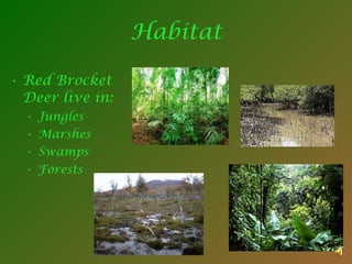 Habitat Red Brocket Deer live in: Jungles Marshes Swamps Forests 