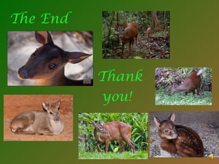 The End Thank you! 