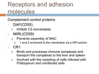 The red cell membrane | PPTX
