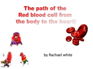 The path of the  Red blood cell from  the body to the heart! by Rachael white 