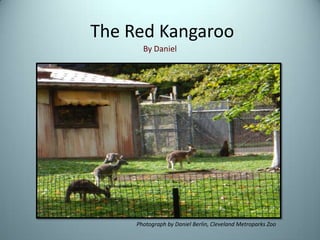  The Red Kangaroo By Daniel  Photograph by Daniel Berlin, Cleveland Metroparks Zoo 