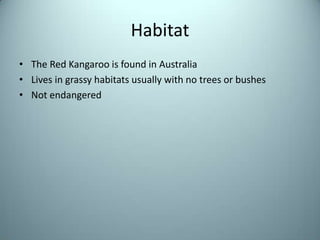 HabitatThe Red Kangaroo is found in AustraliaLives in grassy habitats usually with no trees or bushesNot endangered