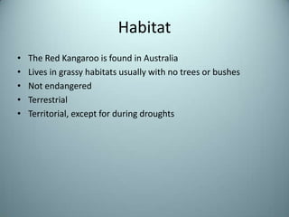 HabitatThe Red Kangaroo is found in AustraliaLives in grassy habitats usually with no trees or bushesNot endangeredTerrestrialTerritorial, except for during droughts