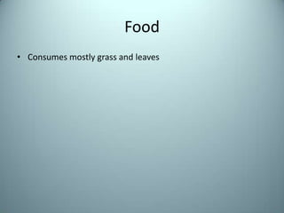FoodConsumes mostly grass and leaves