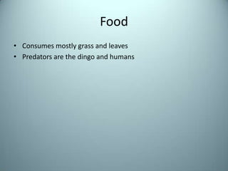FoodConsumes mostly grass and leavesPredators are the dingo and humans