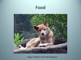 FoodDingo: Predator of the Red Kangaroo