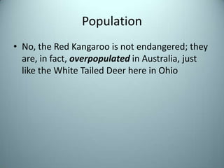PopulationNo, the Red Kangaroo is not endangered; they are, in fact, overpopulated in Australia, just like the White Tailed Deer here in Ohio