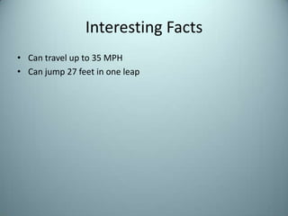 Interesting FactsCan travel up to 35 MPHCan jump 27 feet in one leap