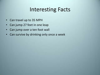Interesting FactsCan travel up to 35 MPHCan jump 27 feet in one leapCan jump over a ten foot wallCan survive by drinking only once a week
