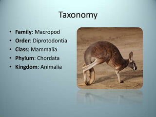 TaxonomyFamily: MacropodOrder: DiprotodontiaClass: MammaliaPhylum: ChordataKingdom: Animalia