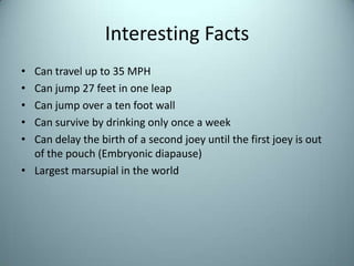 Interesting FactsCan travel up to 35 MPHCan jump 27 feet in one leapCan jump over a ten foot wallCan survive by drinking only once a weekCan delay the birth of a second joey until the first joey is out of the pouch (Embryonic diapause)Largest marsupial in the world