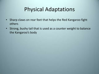 Physical AdaptationsSharp claws on rear feet that helps the Red Kangaroo fight othersStrong, bushy tail that is used as a counter weight to balance the Kangaroo’s body