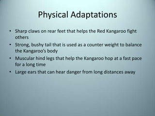 Physical AdaptationsSharp claws on rear feet that helps the Red Kangaroo fight othersStrong, bushy tail that is used as a counter weight to balance the Kangaroo’s bodyMuscular hind legs that help the Kangaroo hop at a fast pace for a long timeLarge ears that can hear danger from long distances away