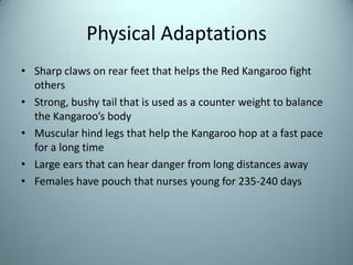 Physical AdaptationsSharp claws on rear feet that helps the Red Kangaroo fight othersStrong, bushy tail that is used as a counter weight to balance the Kangaroo’s bodyMuscular hind legs that help the Kangaroo hop at a fast pace for a long timeLarge ears that can hear danger from long distances awayFemales have pouch that nurses young for 235-240 days