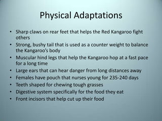 Physical AdaptationsSharp claws on rear feet that helps the Red Kangaroo fight othersStrong, bushy tail that is used as a counter weight to balance the Kangaroo’s bodyMuscular hind legs that help the Kangaroo hop at a fast pace for a long timeLarge ears that can hear danger from long distances awayFemales have pouch that nurses young for 235-240 daysTeeth shaped for chewing tough grasses Digestive system specifically for the food they eatFront incisors that help cut up their food