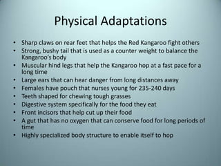 Physical AdaptationsSharp claws on rear feet that helps the Red Kangaroo fight othersStrong, bushy tail that is used as a counter weight to balance the Kangaroo’s bodyMuscular hind legs that help the Kangaroo hop at a fast pace for a long timeLarge ears that can hear danger from long distances awayFemales have pouch that nurses young for 235-240 daysTeeth shaped for chewing tough grasses Digestive system specifically for the food they eatFront incisors that help cut up their foodA gut that has no oxygen that can conserve food for long periods of timeHighly specialized body structure to enable itself to hop