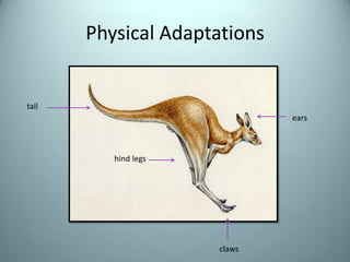 Physical Adaptationstailearshind legsclaws