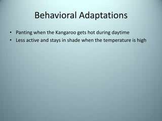Behavioral AdaptationsPanting when the Kangaroo gets hot during daytimeLess active and stays in shade when the temperature is high