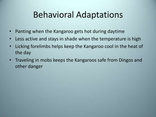 Behavioral AdaptationsPanting when the Kangaroo gets hot during daytimeLess active and stays in shade when the temperature is highLicking forelimbs helps keep the Kangaroo cool in the heat of the dayTraveling in mobs keeps the Kangaroos safe from Dingos and other danger