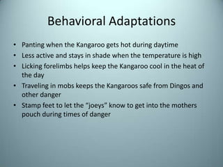 Behavioral AdaptationsPanting when the Kangaroo gets hot during daytimeLess active and stays in shade when the temperature is highLicking forelimbs helps keep the Kangaroo cool in the heat of the dayTraveling in mobs keeps the Kangaroos safe from Dingos and other dangerStamp feet to let the “joeys” know to get into the mothers pouch during times of danger