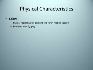 Physical CharacteristicsColor:Males: reddish-gray, brilliant red fur in mating season Females: mostly gray