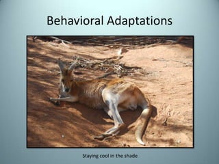 Behavioral AdaptationsStaying cool in the shade