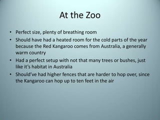 At the ZooPerfect size, plenty of breathing roomShould have had a heated room for the cold parts of the year because the Red Kangaroo comes from Australia, a generally warm countryHad a perfect setup with not that many trees or bushes, just like it’s habitat in AustraliaShould’ve had higher fences that are harder to hop over, since the Kangaroo can hop up to ten feet in the air
