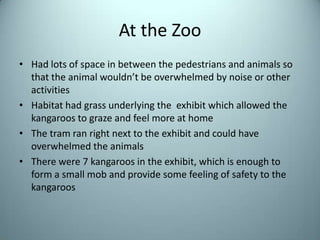At the ZooHad lots of space in between the pedestrians and animals so that the animal wouldn’t be overwhelmed by noise or other activitiesHabitat had grass underlying the  exhibit which allowed the kangaroos to graze and feel more at homeThe tram ran right next to the exhibit and could have overwhelmed the animalsThere were 7 kangaroos in the exhibit, which is enough to form a small mob and provide some feeling of safety to the kangaroos